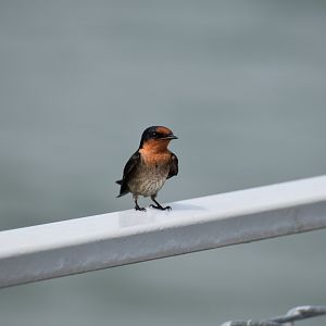 Pacific Swallow ~ Pulau Ubin