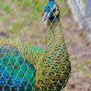 Green peafowl