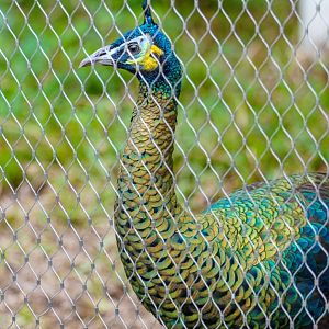 Green peafowl