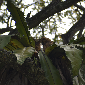 Buffy Fish Owl Chick and Parent ~ Pasir Ris Park