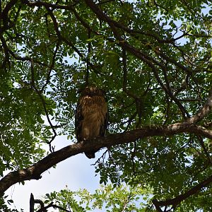 Buffy Fish Owl ~ Pasir Ris Park