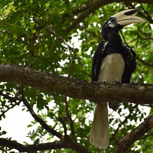 Oriental Pied Hornbill ~ Pasir Ris Park
