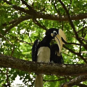 Oriental Pied Hornbill ~ Pasir Ris Park