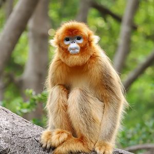 Golden snub-nosed monkey