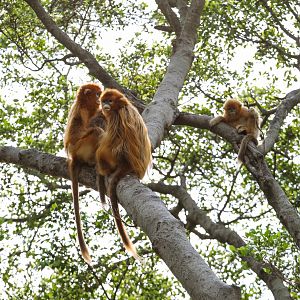 Golden snub-nosed monkey