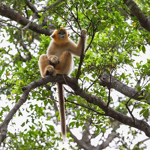 Golden snub-nosed monkey