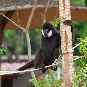 Northern white-cheeked gibbon