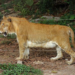 Liger