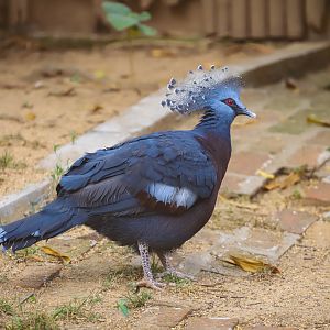 Victoria crowned pigeon