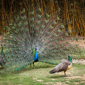 Indian peafowl