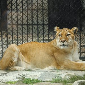 Tigon