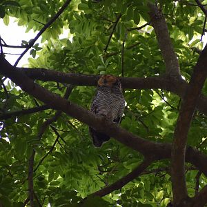 Spotted Wood Owl ~ Pasir Ris Park