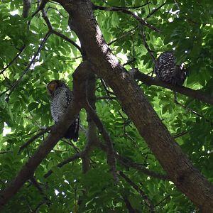 Spotted Wood Owl ~ Pasir Ris Park