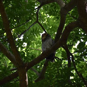 Spotted Wood Owl ~ Pasir Ris Park