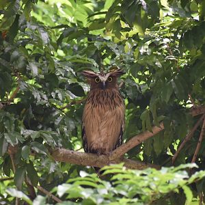 Buffy Fish Owl ~ Pasir Ris Park
