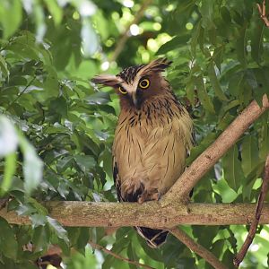 Buffy Fish Owl ~ Pasir Ris Park