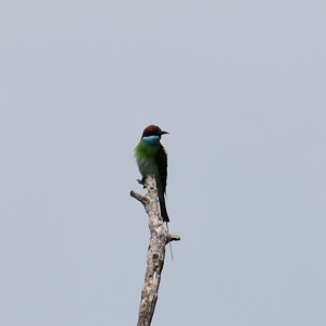 Blue Throated Bee Eater ~ Pasir Ris Park