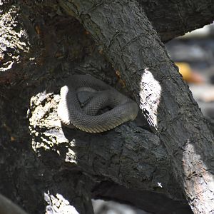 Mangrove Pit Viper ~ Pasir Ris Park