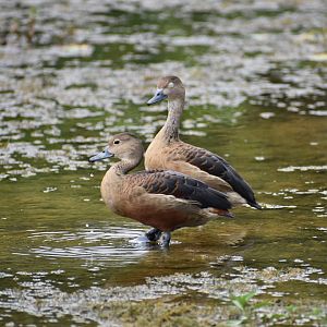Lesser Whistling Duck ~ Singapore Botanic Gardens