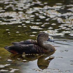 Lesser Whistling Duck ~ Singapore Botanic Gardens