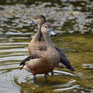 Lesser Whistling Duck ~ Singapore Botanic Gardens