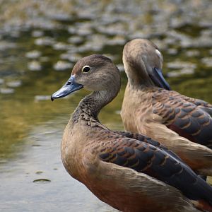 Lesser Whistling Duck ~ Singapore Botanic Gardens