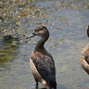 Lesser Whistling Duck ~ Singapore Botanic Gardens