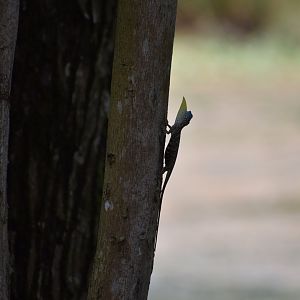 Sumatran Draco Lizard ~ Singapore Botanic Gardens