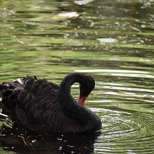 Black Swan ~ Singapore Botanic Gardens