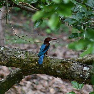 White Throated Kingfisher ~ Singapore Botanic Gardens