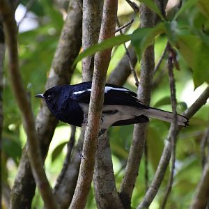 Oriental Magpie Robin ~ Singapore Botanic Gardens