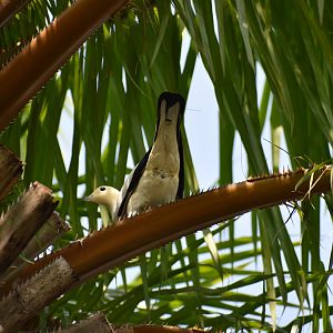 Pied Imperial Pigeon ~ Singapore Botanic Gardens
