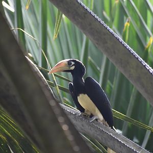 Oriental Pied Hornbill ~ Singapore Botanic Gardens