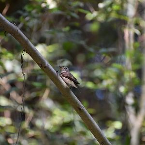 Asian Brown Flycatcher ~ Singapore Botanic Gardens