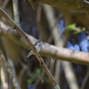 Asian Brown Flycatcher ~ Singapore Botanic Gardens