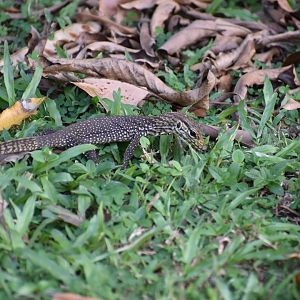 Baby Clouded Monitor ~ Singapore Botanic Gardens