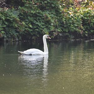 Mute Swan ~ Singapore Botanic Gardens
