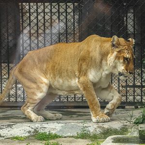 Tigon
