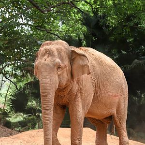 Asian elephant