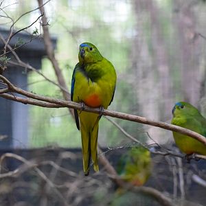 Orange Bellied Parrot