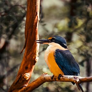 Sacred Kingfisher