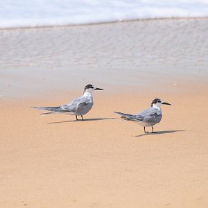Common Terns