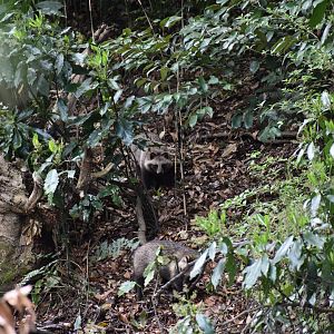 Japanese Raccoon Dogs ~ Meguro Institute of Nature Study