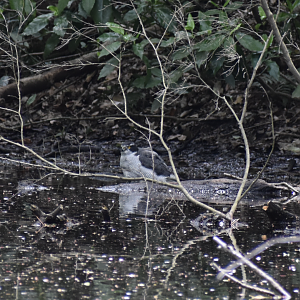 Eurasian Goshawk ~ Meguro Institute of Nature Study