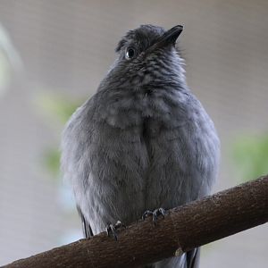 Screaming Piha (Lipaugus vociferans)