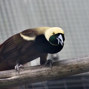 Raggiana Bird-of-Paradise (Paradisaea raggiana) male