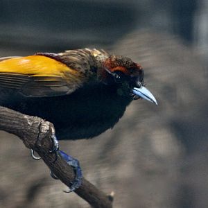 Magnificent Bird-of-Paradise (Diphyllodes magnificus) male