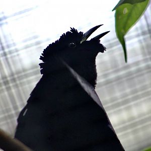 Superb Bird-of-Paradise (Lophorina superba) male