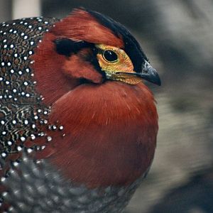 Blyth's Tragopan (Tragopan blythii blythii) male
