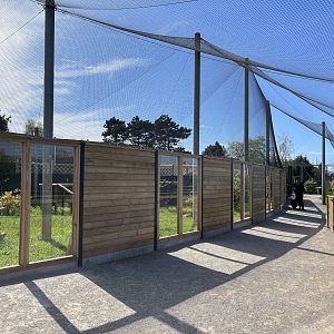 Jaguarundi enclosure - Bio-Topia Fort-Mardyck